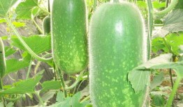 热门大瓜往期内容